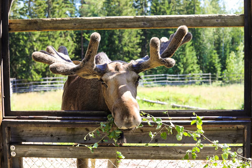 Moose eating leaves